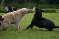 Hondencentrum Bijndelsveld - Spelende hondjes